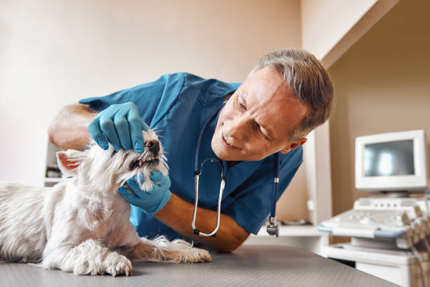 Best Urgent Dental Care  in Cottonport, LA